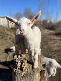 Close-up portrait of goat