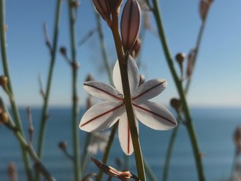 Close-up of flowering plant against sky