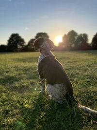 Dogs on grassy field