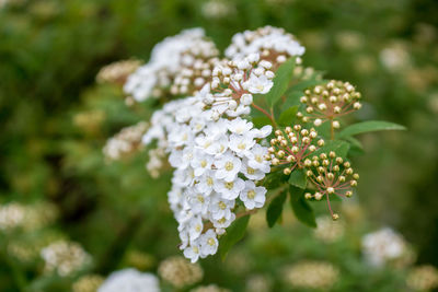 Close-up of white flowering plant