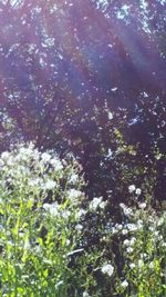 Plants growing on tree