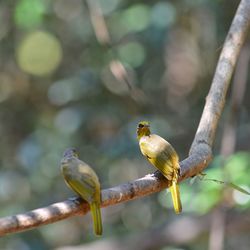 Close-up of bird perching on branch
