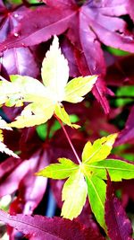 Close-up of maple leaves