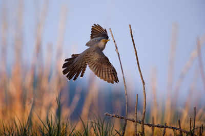 Close-up of bird flying against sky