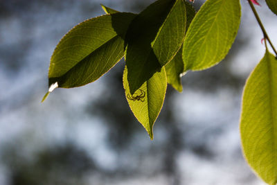 Close-up of leaves on tree