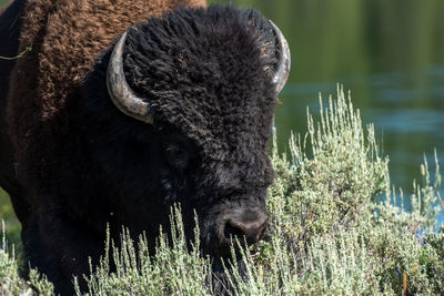 Buffalo portrait