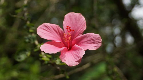 Close-up of pink hibiscus flower