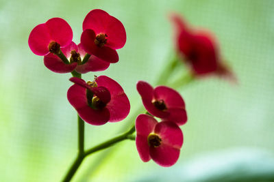 Close-up of red flowering plant
