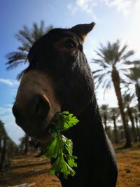 Close-up portrait of horse against sky