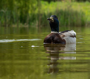 Duck swimming in a lake