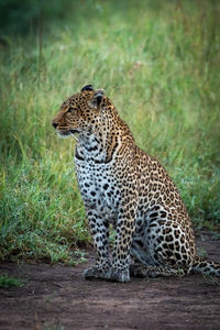 Leopard on grassy land