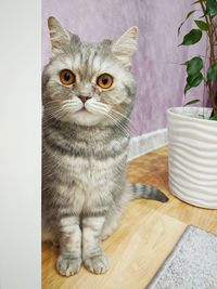 Portrait of cat sitting on table