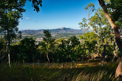 Trees on field against sky