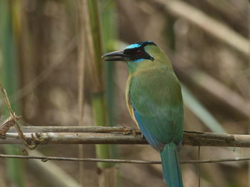 Closeup portrait of blue-crowned motmot momotus momota sitting in tree vilcabamba, ecuador.