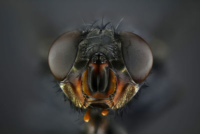 Close-up of fly