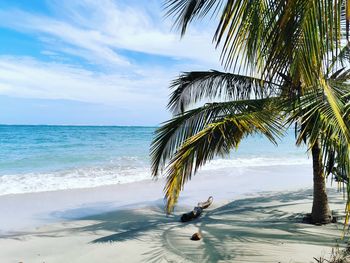 Palm tree on the beach with the ocean reaching the sky in the horizon