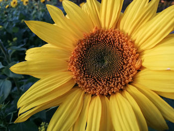 Close-up of sunflower