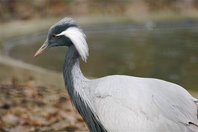 Close-up of crane at lakeshore