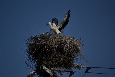 Low angle view of stork nest against sky