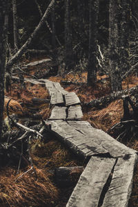 View of trees in forest