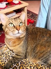 Portrait of cat relaxing on bed at home