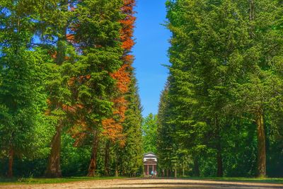 Trees in park against sky