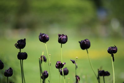 Close-up of plants growing outdoors