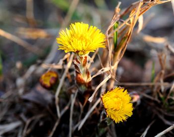 Close-up of yellow flower on field