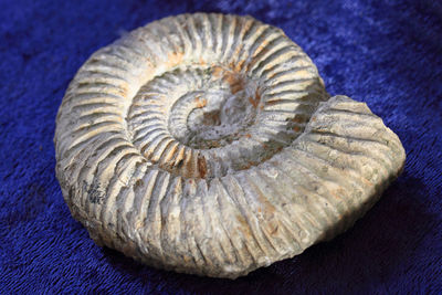 Close-up of shell