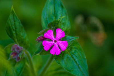 Colourful flowers