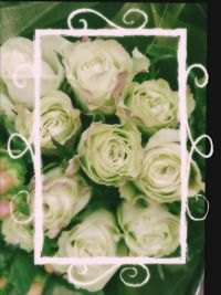 Close-up of flowers