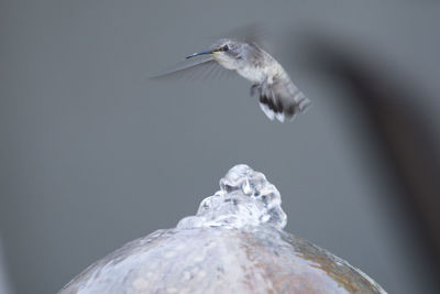 Close-up of hummingbird hovering over ice