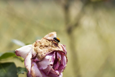 Close-up of insect on purple flower