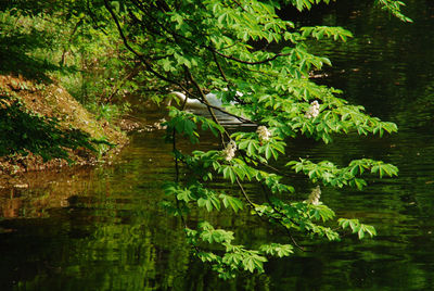 Scenic view of lake in forest