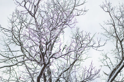 Low angle view of bare trees against clear sky