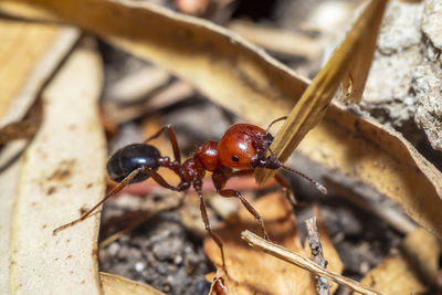 Close-up of insect