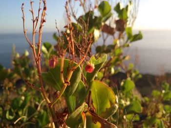 Close-up of plants against sky