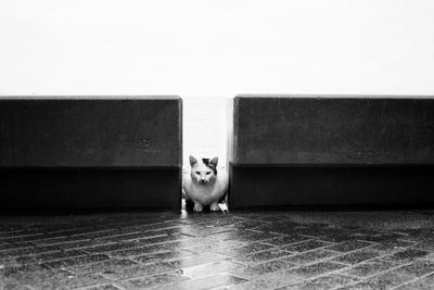 Portrait of cat sitting against wall