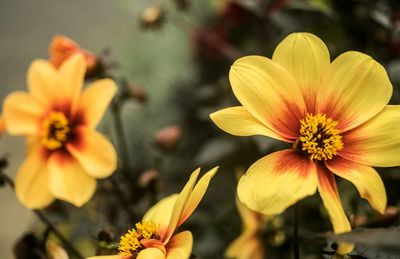 Close-up of yellow flowers blooming outdoors