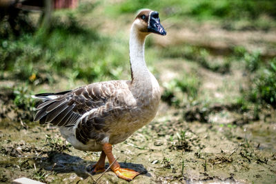 Close-up of duck on field