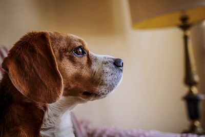 Side view of dog looking away at home