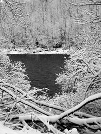 Scenic view of river in forest during winter