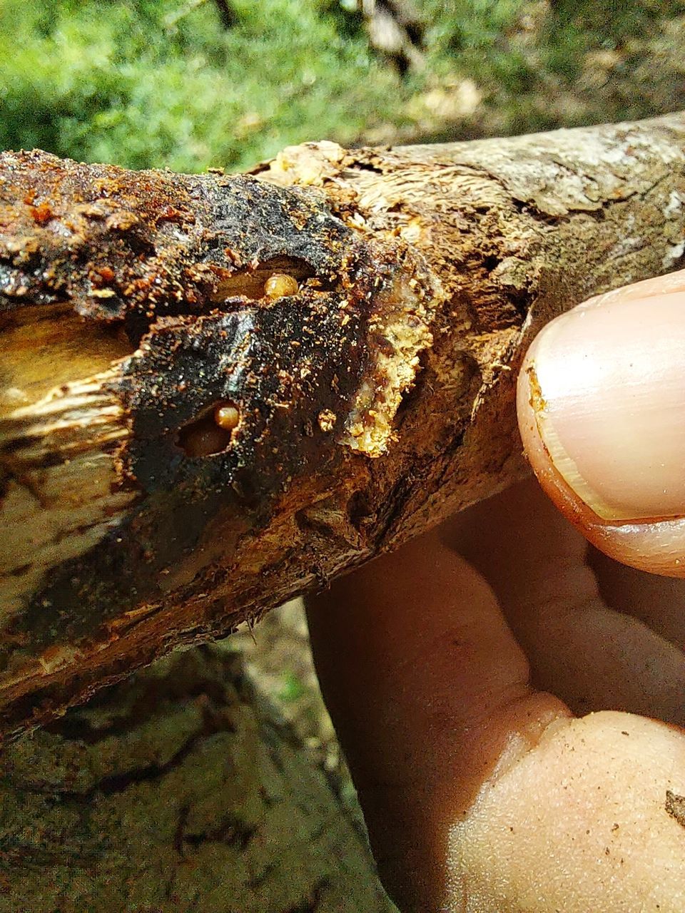 Wood termite in Ecucalyptus stem Termite Eucalyptus Woods