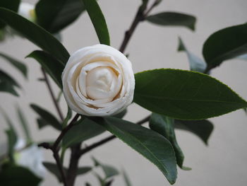 Close-up of white rose blooming outdoors