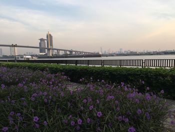 Purple flowers in city