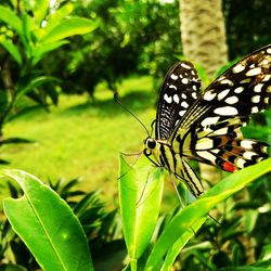 Close-up of butterfly on leaf