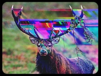 animal themes