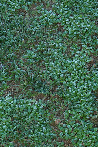 Full frame shot of plants growing on land