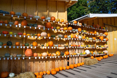 Orange fruits hanging in row