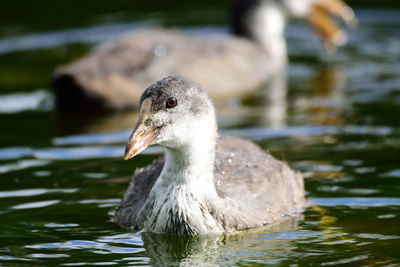 Close-up of duck swimming in lake